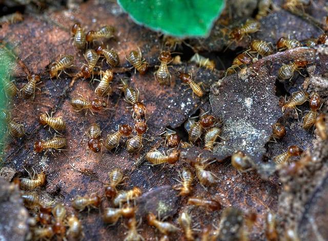 Edible African Bugs termites