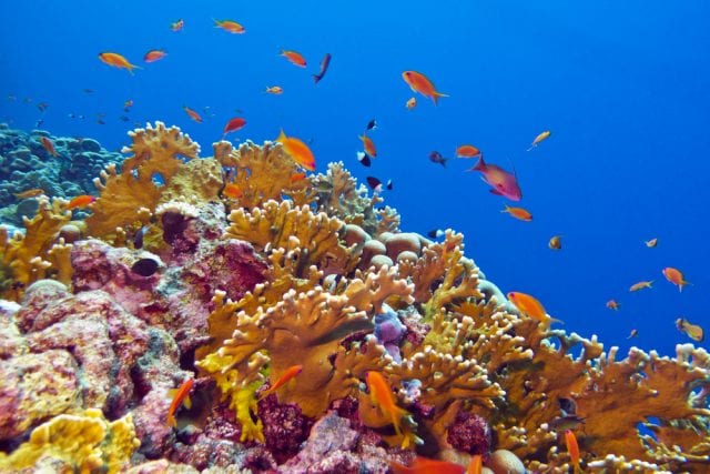 Quirimbas coral reef e1534811343922