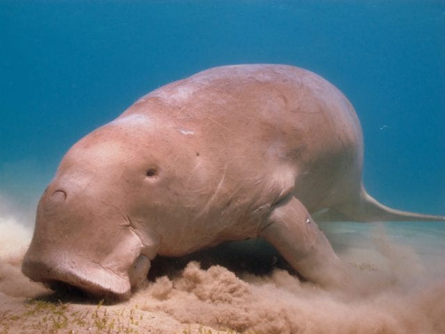 Quirimbas dugong e1534812817217