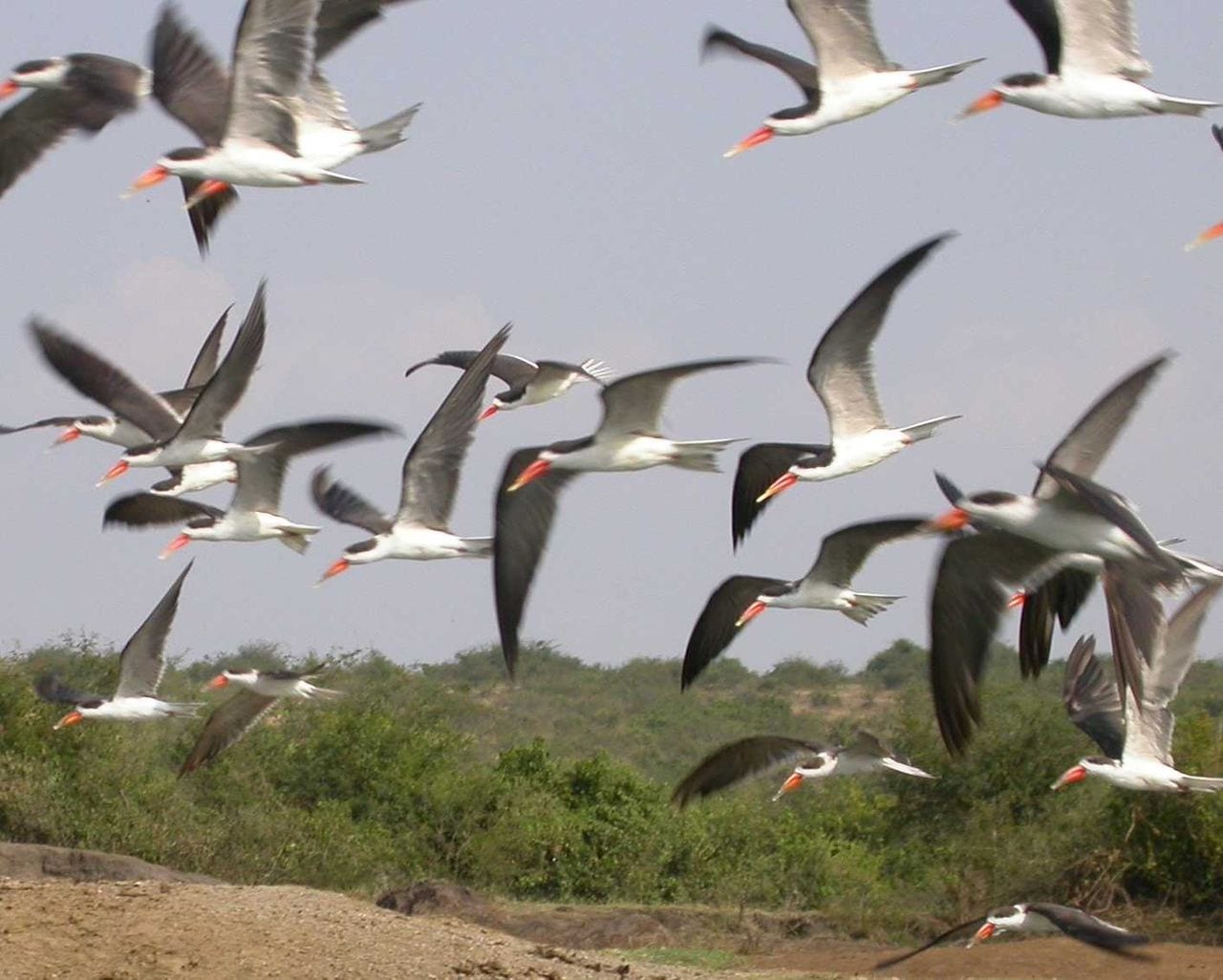 malawi travel guide African Skimmers