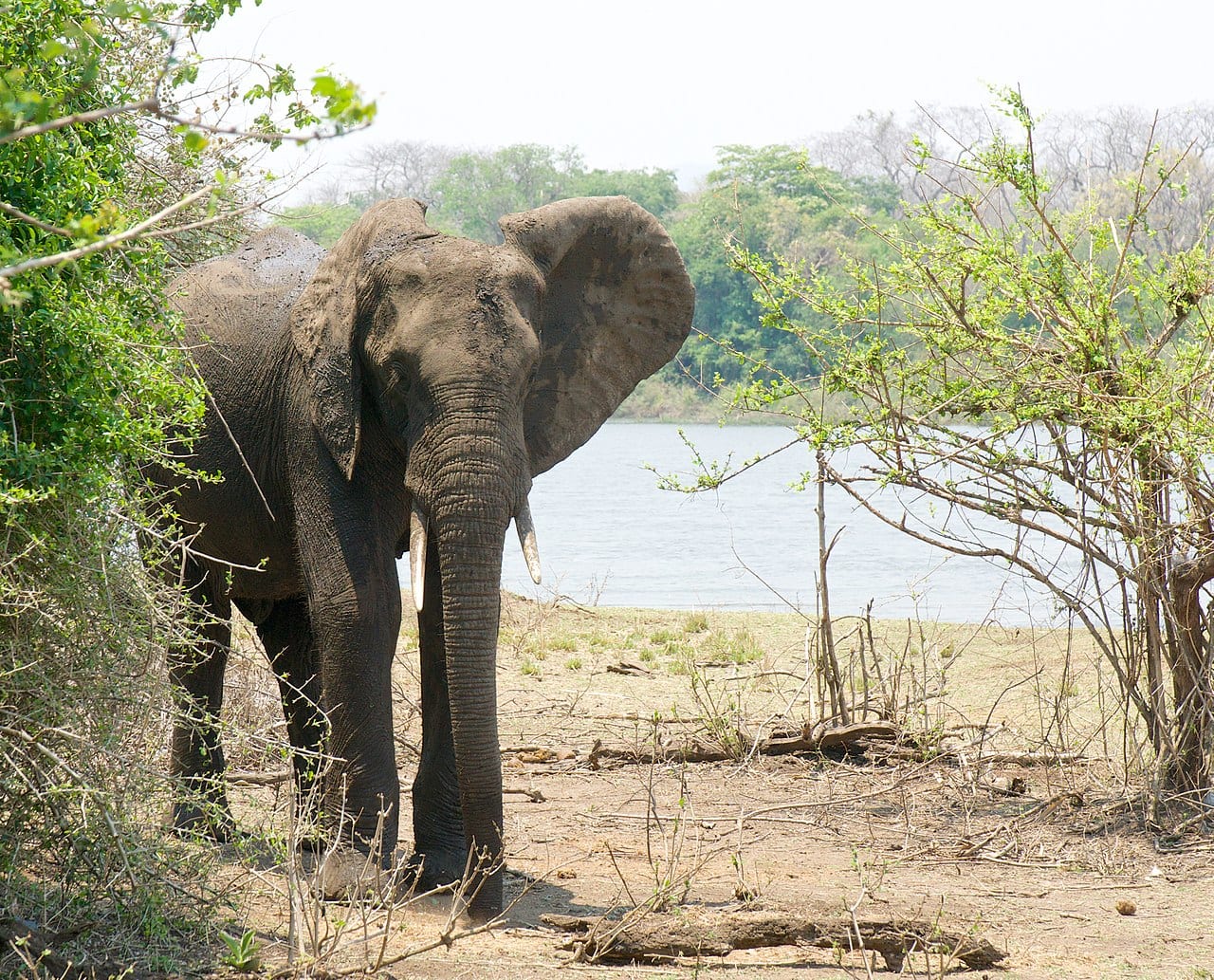 malawi travel guide Elephant at Majete wildlife reserve