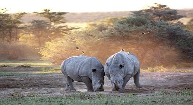15 Things To Do In Botswana For The Whole Family khama rhino sanctuary in botswana