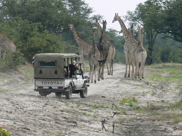 15 Things To Do In Botswana For The Whole Family odirile safari in botswana