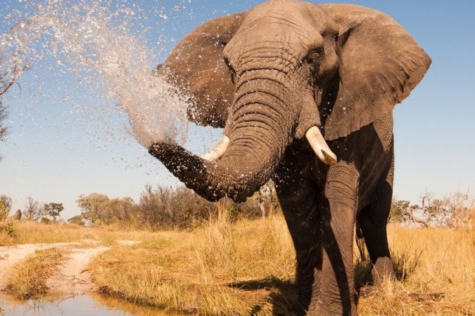 15 Things To Do In Botswana For The Whole Family spraying elephant e1439394186432 800x450