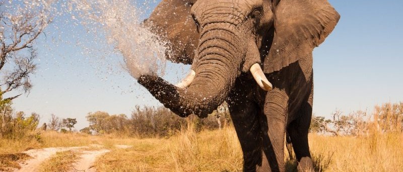 15 Things To Do In Botswana For The Whole Family spraying elephant e1439394186432 800x450