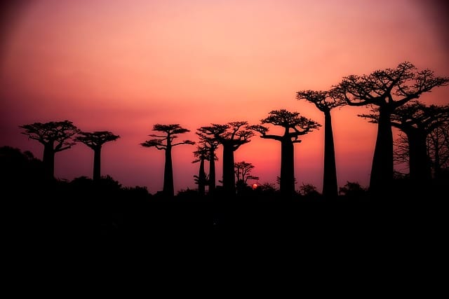 Baobab Trees Madagascar Travel Guide
