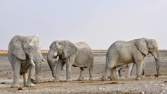 Namibia Travel Guide elephant