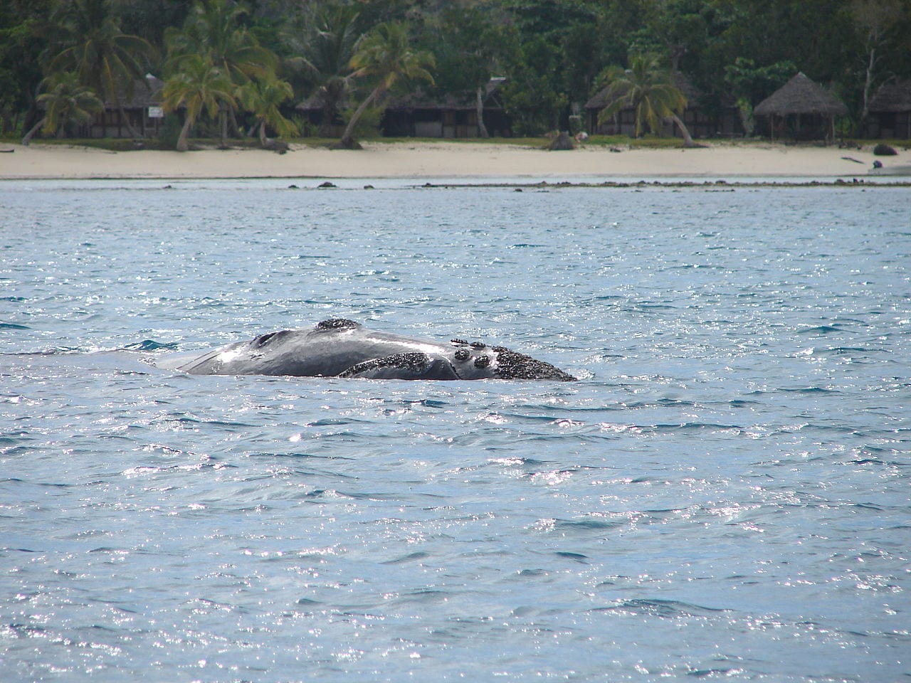 Whale Madagascar Travel Guide