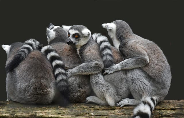lemuriens Madagascar Travel Guide