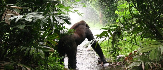 Gorilla Trekking Uganda 01