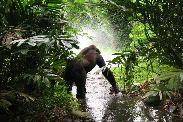 Gorilla Trekking Uganda 01