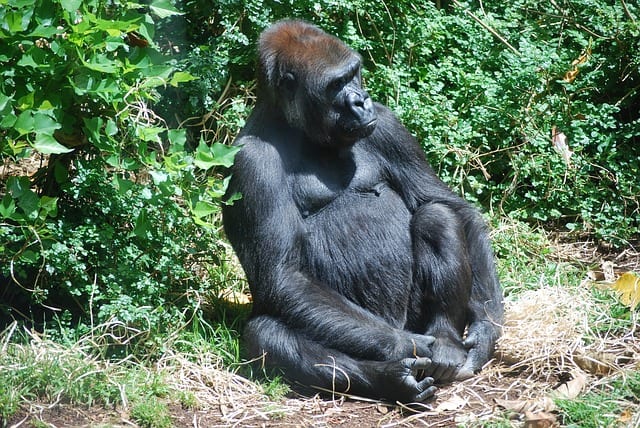 Gorilla Trekking Uganda 02