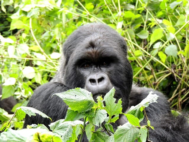 Gorilla Trekking Uganda 03