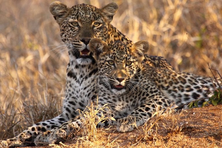 leopard and cub kruger 768x512