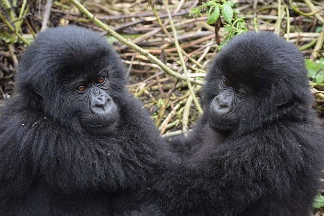 Uganda Travel Guide gorilla