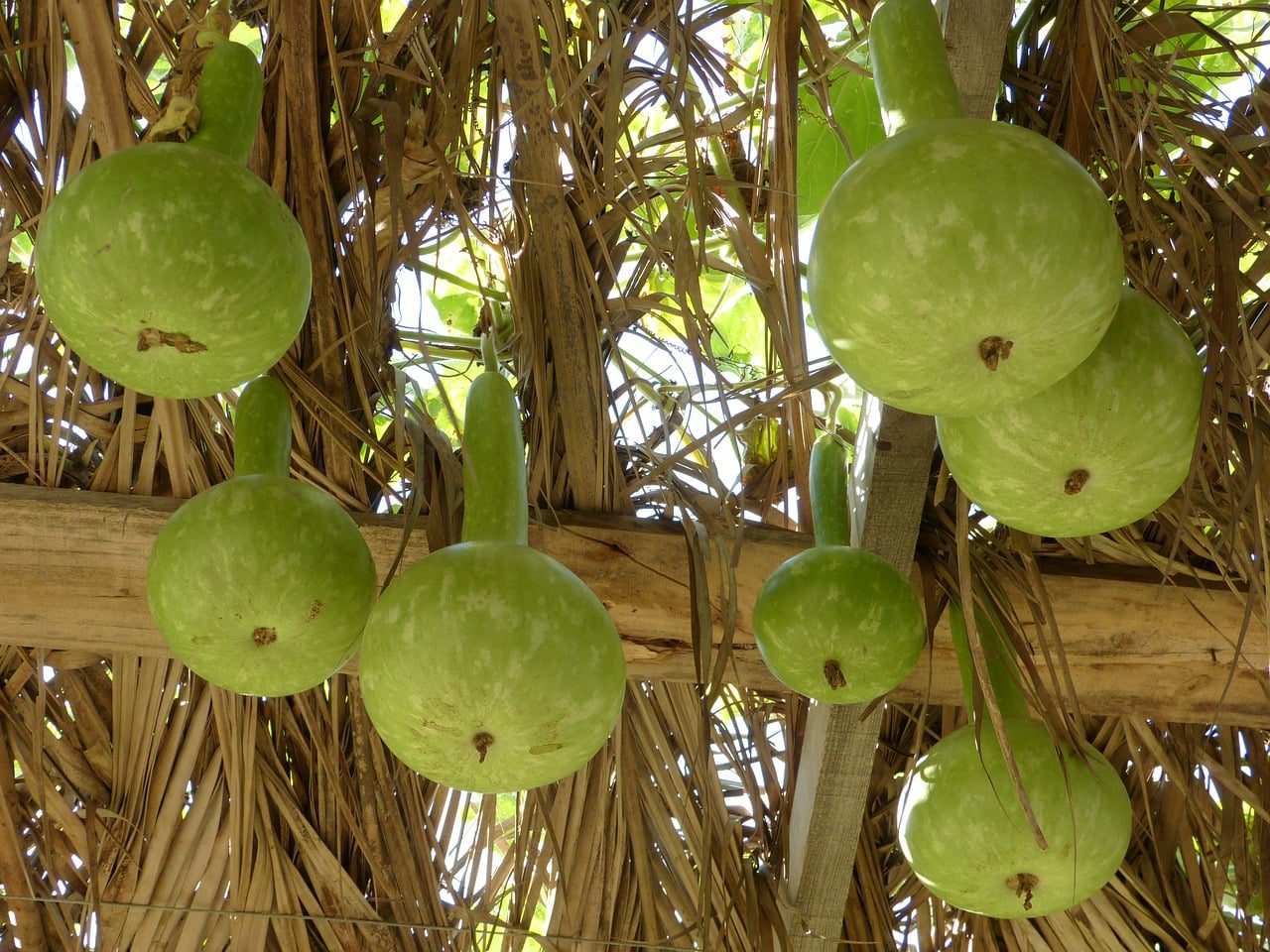 Haiti Gourd