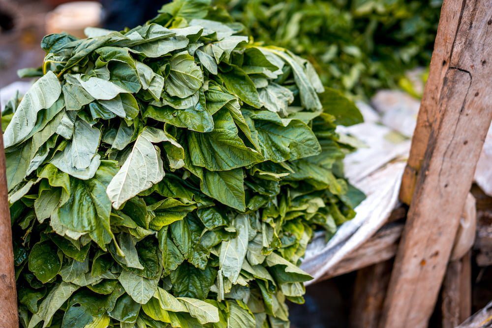 Pumpkin Leaves