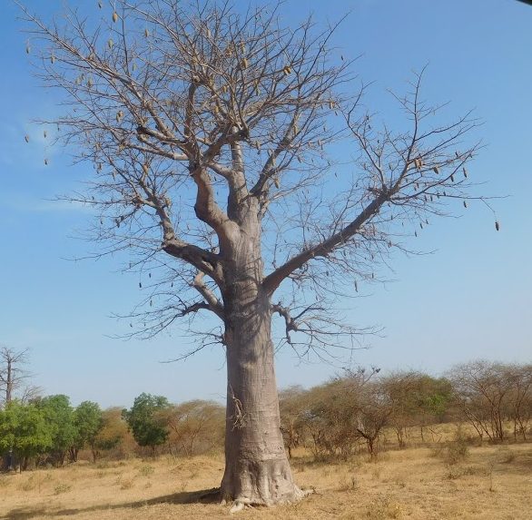 baobab tree @ bandia