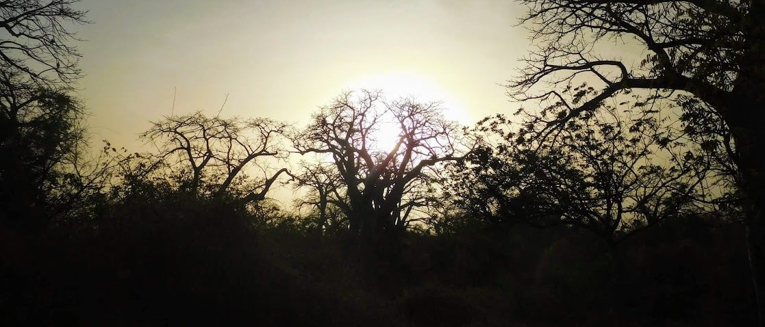 baobab tree @ saloum